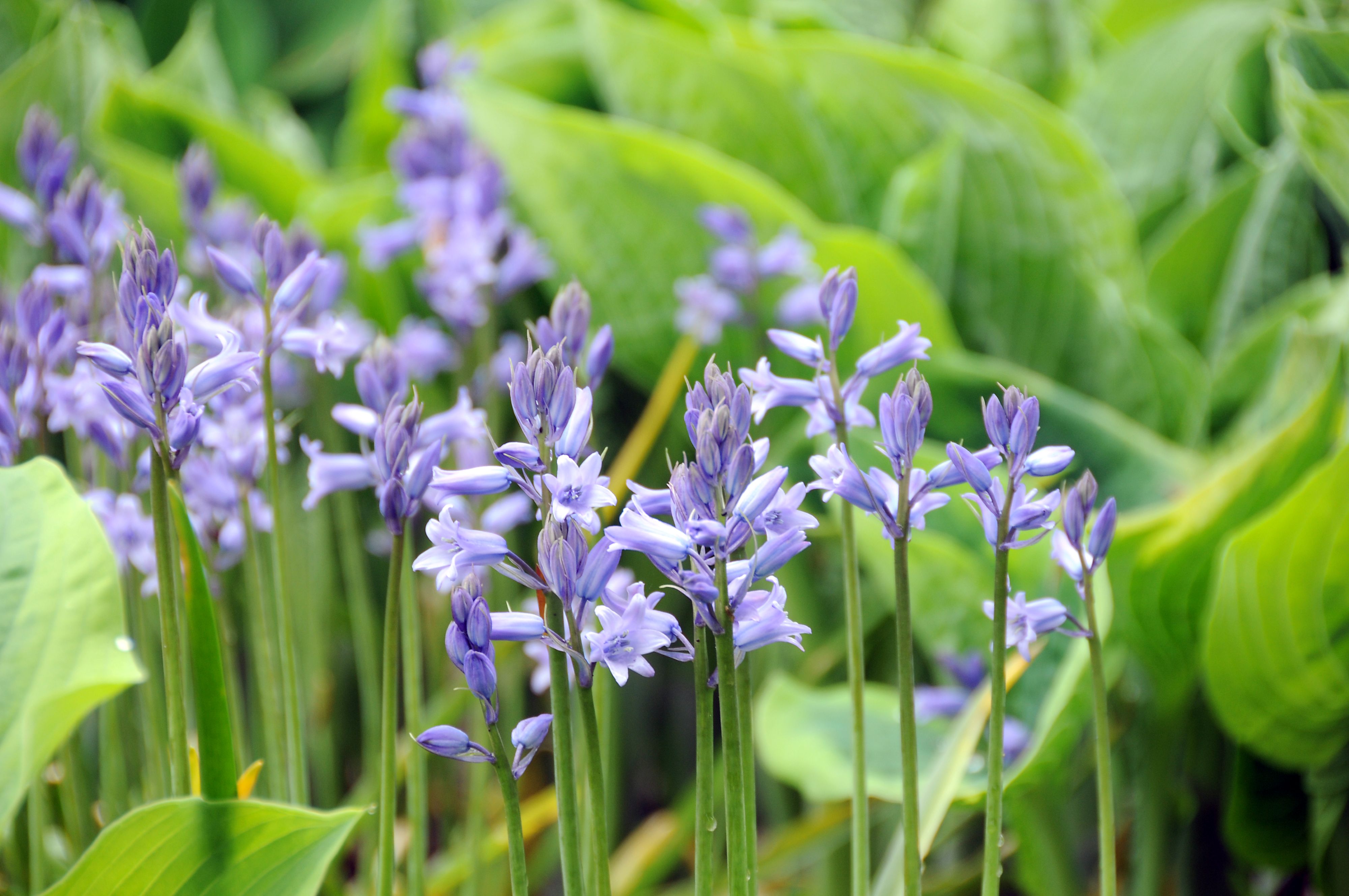 Hyacinthoides (Bluebell)